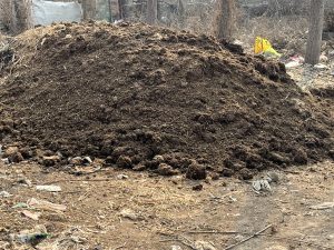 Cow dung mixed with corn stalks