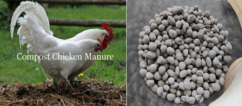 Chicken manure fertilizer making